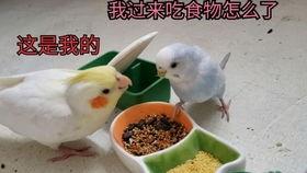 玄凤鹦鹉爆料视频,揭秘鹦鹉界的秘密生活 第3张 玄凤鹦鹉爆料视频,揭秘鹦鹉界的秘密生活 第3张